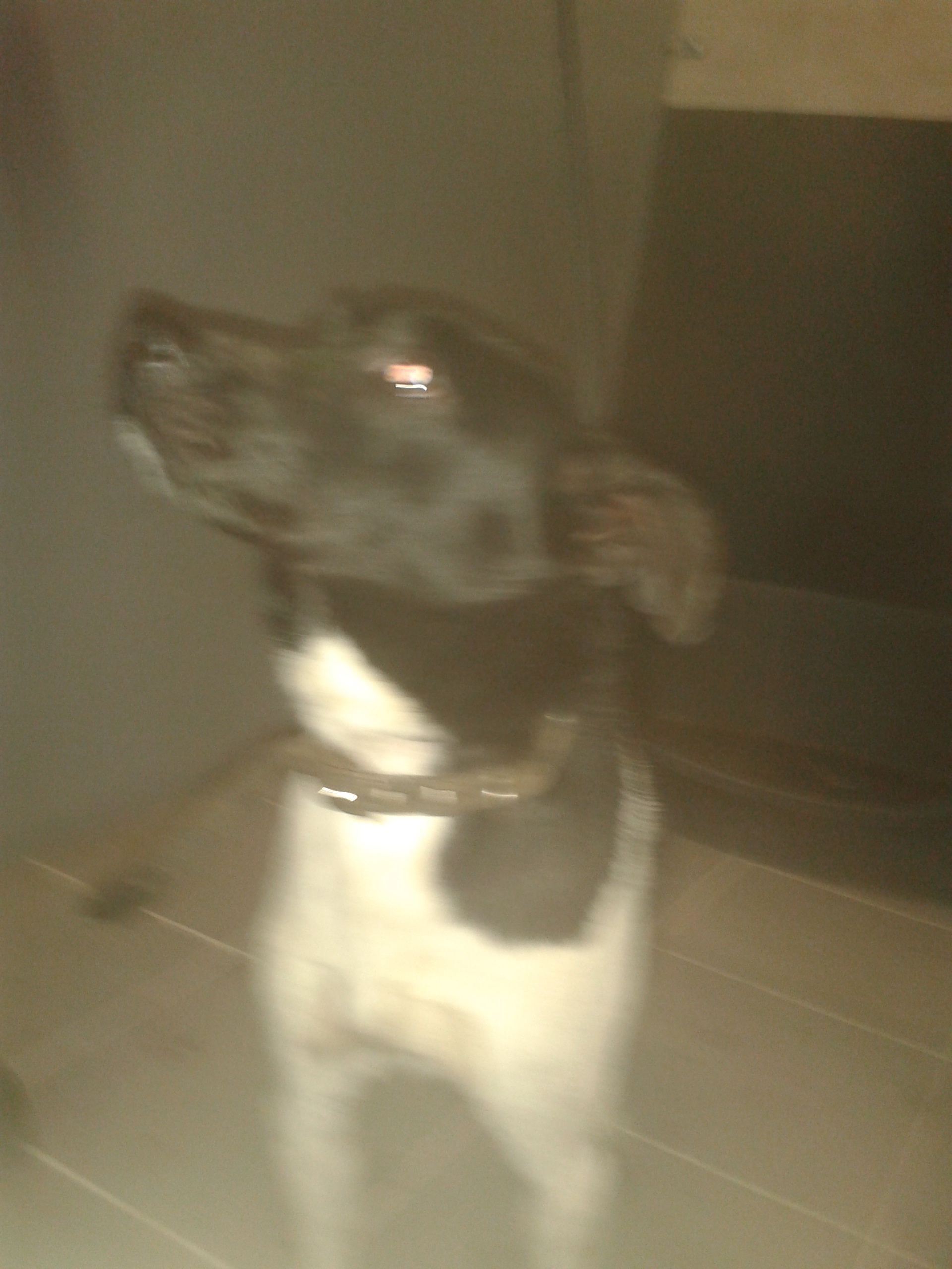 Toontje